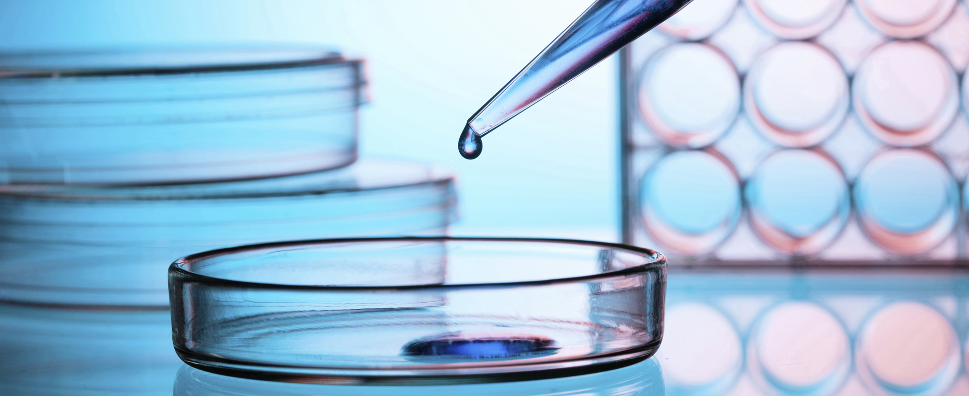 Pipette and petri dish